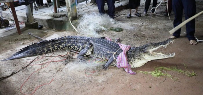 Nghẹt thở khoảnh khắc tóm sống con cá sấu làm loạn đảo Phuket trong vòng hơn chục ngày