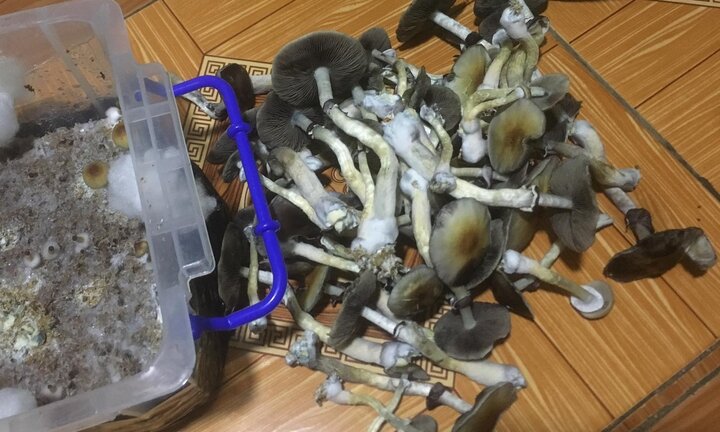 Nấm ma thuật - loại ma túy cực độc có trong nấm 'giết người' theo cách nào?
