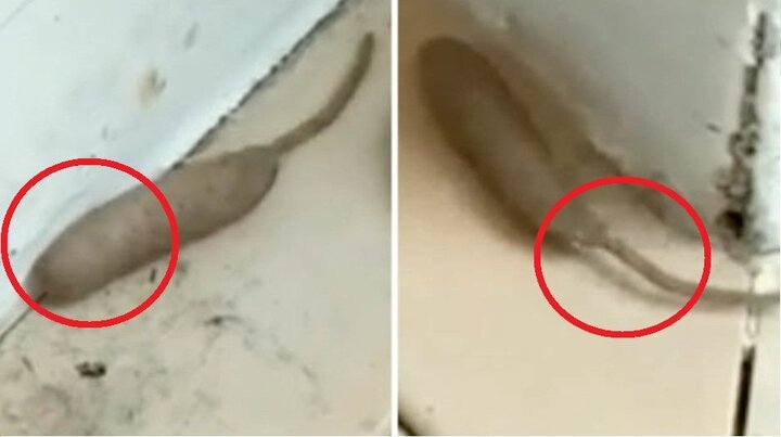 Clip: 'Quái vật' mình sâu đuôi chuột kỳ dị khiến người nhìn khiếp đảm