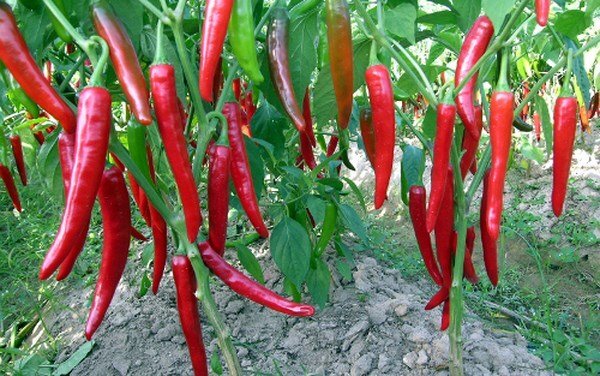 Công ty bầu Đức lỗ 14 tỷ đồng, cổ phiếu HAG vẫn tăng mạnh
