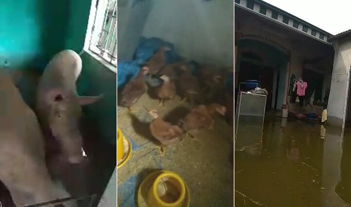 Clip: Lợn gà ăn, ngủ trong nhà cùng người ở rốn ngập Chương Mỹ