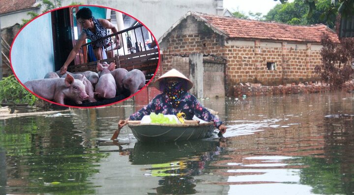 Ảnh: Nước dâng cao gần 2m, dân Thủ đô đưa lợn, gà lên nhà ăn ngủ cùng chủ