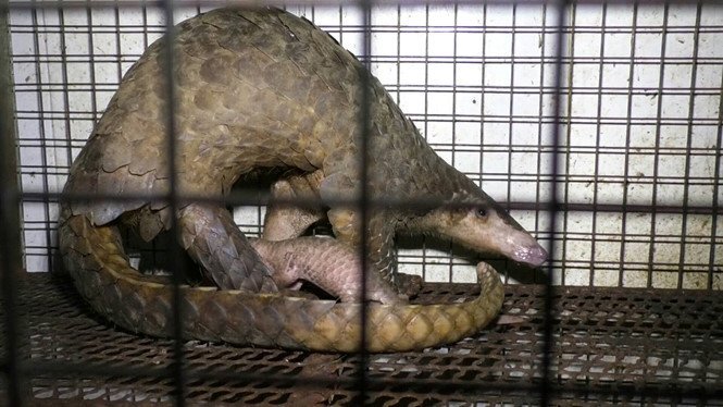 Giải cứu nhiều động vật quý hiếm trong quán ăn ở Đồng Nai