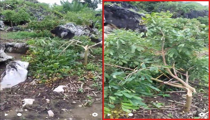 Sắp đến ngày thu hoạch, vườn nhãn ở Sơn La bị kẻ gian chặt phá tan hoang