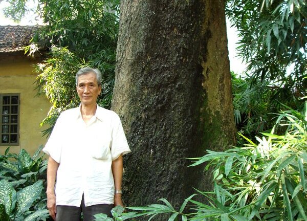 Bí ẩn sự ‘đột tử’ liên tục của 8 ‘cụ’ muỗm ngàn tuổi ở một ngôi đền tại Hà Nội 