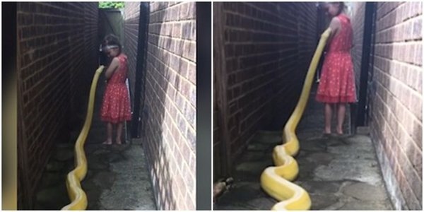 Video: Rùng mình bé gái 5 tuổi chơi đùa với trăn dài gần 4 m