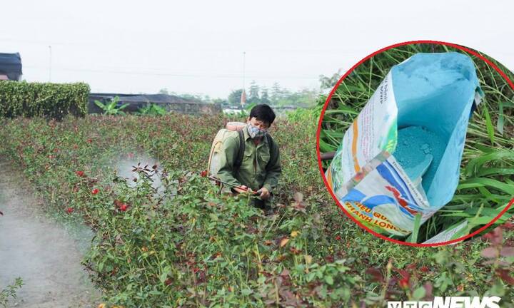 Phun thuốc trừ sâu như mưa dội, những ‘án tử’ chực chờ ở vựa hoa Mê Linh