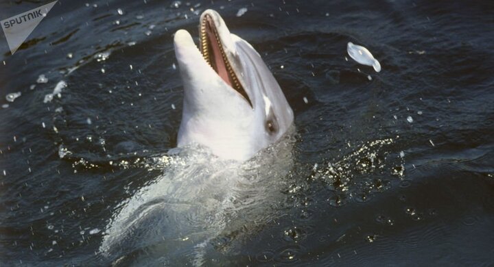 Những con cá heo ở đảo Bali, Indonesia bị bẻ hết răng vì lý do gây phẫn nộ này