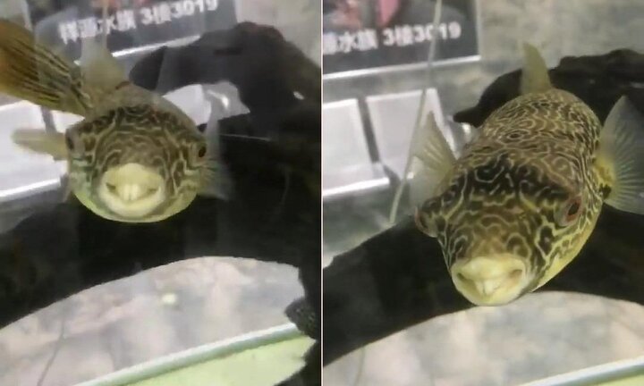 Clip: Quái cá răng hô luôn nở nụ cười tự tin khiến dân mạng phì cười