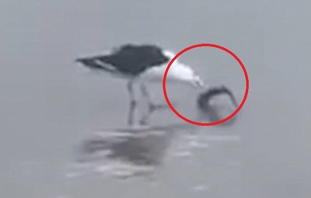 Clip: Mòng biển háu đói xơi tái cá mập con trong 1 nốt nhạc