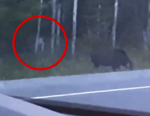 Video: Phát hiện 'quái vật không mặt' rình rập săn thú rừng