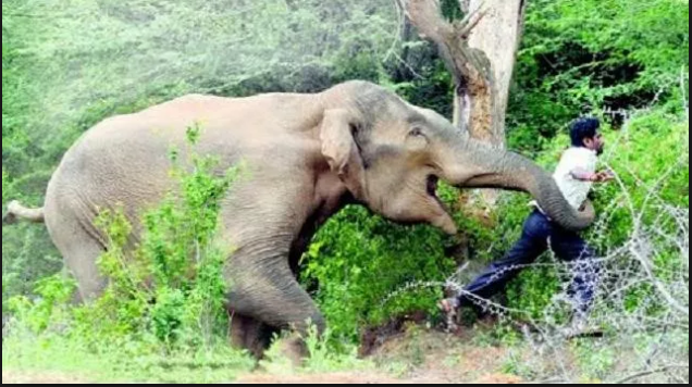 Vùng đất nơi hàng ngàn con voi 'nổi dậy' chống lại con người