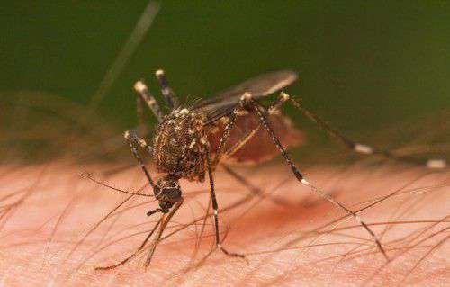 Loài muỗi đặc biệt có khả năng ngăn chặn dịch sốt xuất huyết