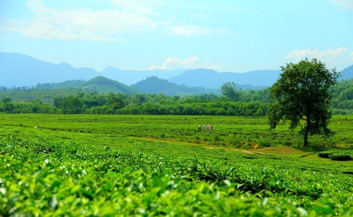 Phát hiện thi thể người đàn ông trên đồi chè ở Nghệ An