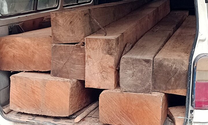 Tài xế không bằng lái chở gỗ lậu bon bon trên đường ở Quảng Nam