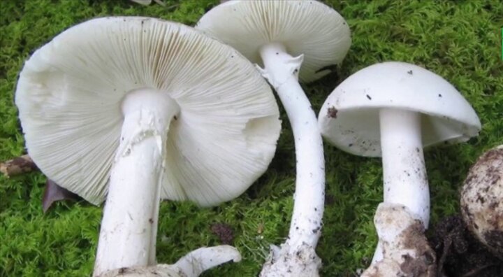 Ăn nấm rừng màu trắng xám, 3 mẹ con ngộ độc suýt chết