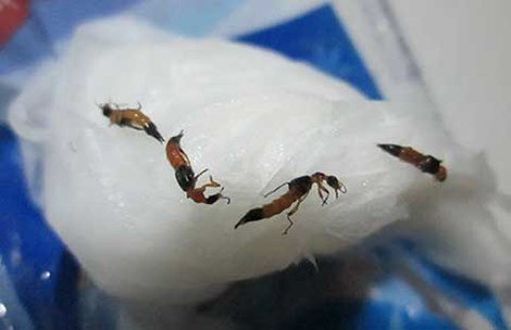 Chữa hắc lào bằng rượu pha kiến ba khoang, bệnh nhân viêm loét, nhiễm trùng sinh dục nặng