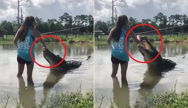 Clip: Rùng mình cô gái lội xuống đầm nước dẫn dụ cá sấu khổng lồ lên bờ