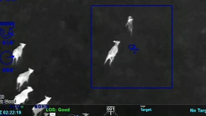 Clip: Đàn bò giúp cảnh sát bắt kẻ trộm xe theo cách không tưởng