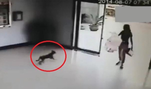 Phì cười clip 3 chú chó liên tiếp đâm đầu vào cửa kính