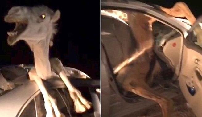 Clip: Sau va chạm, lạc đà chui tọt vào ô tô con