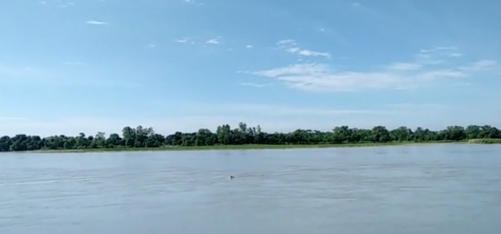 Clip: Hổ bơi qua sông mò vào làng, bị chó nhà đuổi chạy trối chết