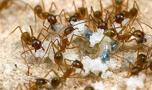 Video: Kiến 'ăn trộm' kim cương từ cửa hàng đá quý