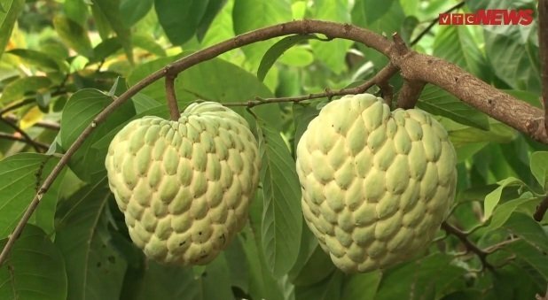 Cận cảnh cây na cho ra toàn quả 'khủng' nặng 1,2kg đẹp hoàn hảo