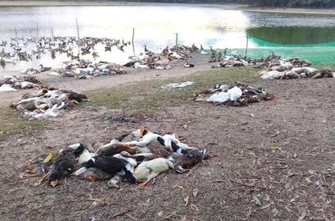 Đàn vịt hàng trăm con chuẩn bị xuất chuồng bỗng lăn ra chết ở Huế