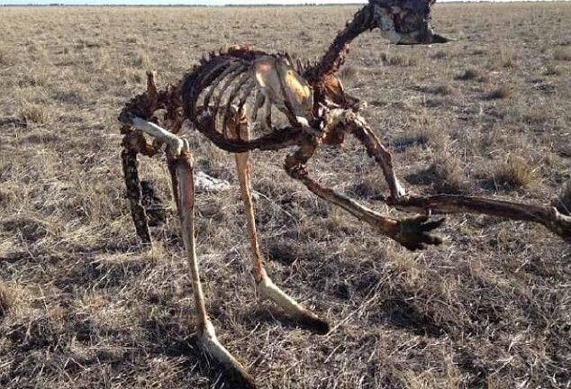 Hạn hán kéo dài ở Australia, kangaroo chết trơ xương trên đồng cỏ