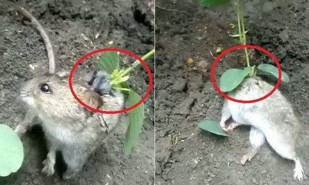Clip: Kinh ngạc phát hiện chuột mọc cây trên lưng, quằn quại vì đau đớn