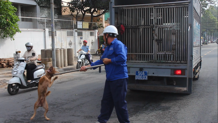 Bắt chó thả rông, không rọ mõm ở trung tâm TP.HCM