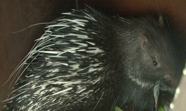 Thừa Thiên - Huế: Thả 11 con nhím hoang dã về tự nhiên