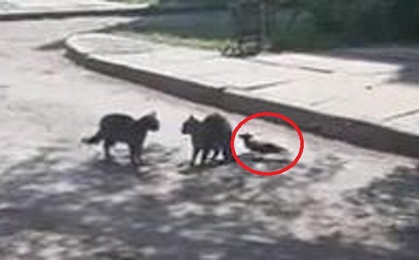 Phì cười clip mèo đại chiến dữ dội, quạ nhảy vào 'ăn hôi'