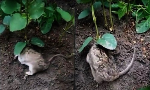 Video: Kỳ lạ cây đậu nành mọc trên lưng chuột sống