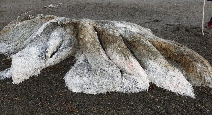 Kinh hãi phát hiện 'quái vật' đầy lông lá dạt vào bãi biển