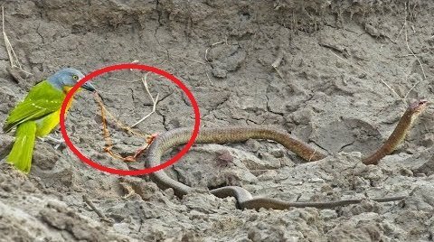 Clip: Rợn người xem chim nhỏ mổ tới tấp, moi sống ruột rắn