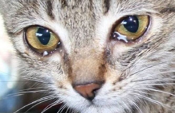 Loài mèo cũng biết khóc và nằm mơ