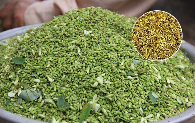 Chỉ 1 phút - huyết áp cao bao năm cũng thua thảo dược này