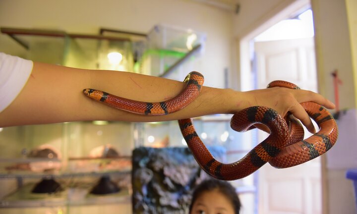 Rợn người xem chàng trai Hà thành đùa chơi với đàn trăn, rắn quý hiếm