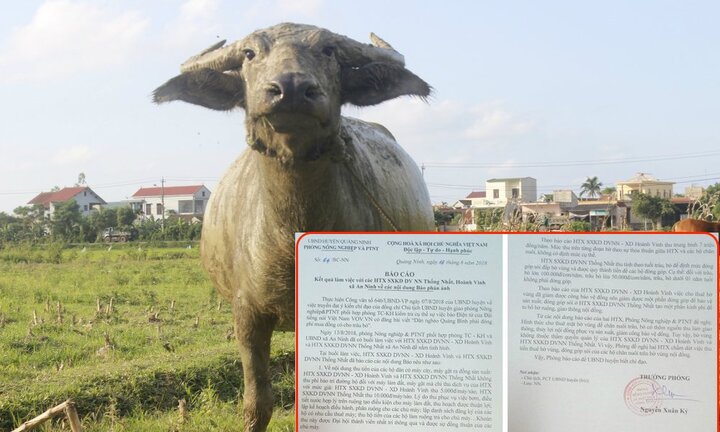 Chăn thả trâu bò phải đóng phí ở Quảng Bình: Huyện lập đoàn kiểm tra