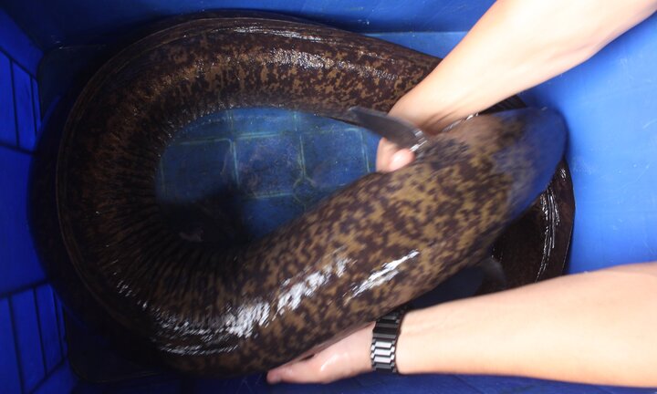 Cá chình to hiếm thấy, nặng 15 kg từ Nghệ An ra Hà Nội phục vụ thực khách