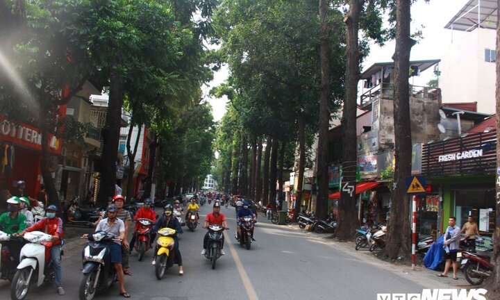 Ảnh: Hàng sao đen thẳng tắp lưu giữ kỷ niệm bao thế hệ người Hà Nội