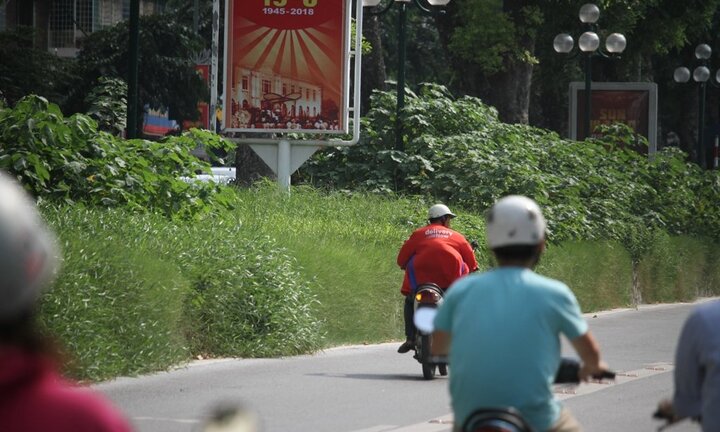 Video: Phố Giảng Võ - Hà Nội cỏ mọc um tùm như bãi hoang