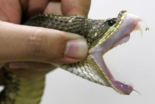 Chơi đùa trong công viên ở Hà Nội, bé trai 5 tuổi bị rắn hổ cắn