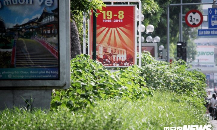 Ảnh: Cỏ, cây dại mọc cao quá đầu người, um tùm như rừng giữa phố Hà Nội