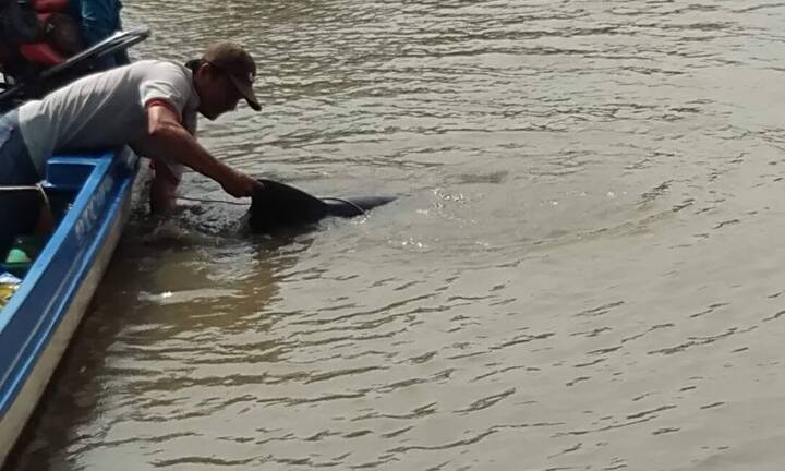 Giải cứu thành công con cá heo nặng 150kg trôi dạt gần bờ