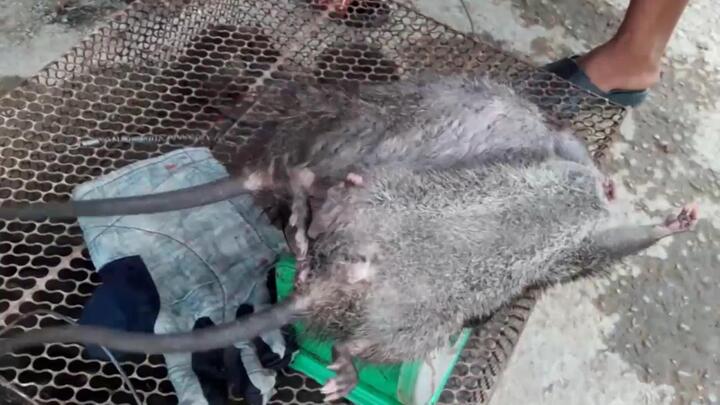 Video: Dân Đồng Tháp nô nức săn chuột đồng mùa nước nổi