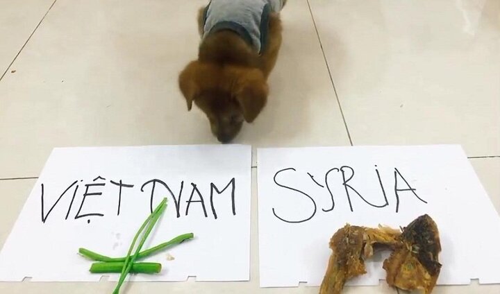 Clip: Xem chó 'tiên tri' kết quả Olympic Việt Nam vs Olympic Syria