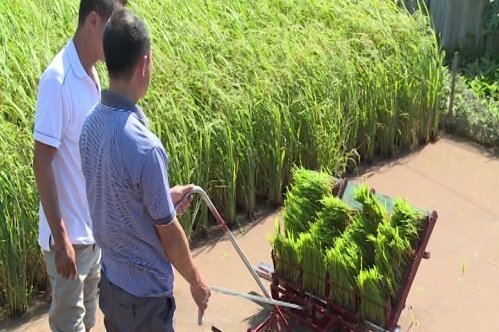 Mang giấc mơ nơi xứ người hiện thực hóa trên đồng ruộng Việt Nam